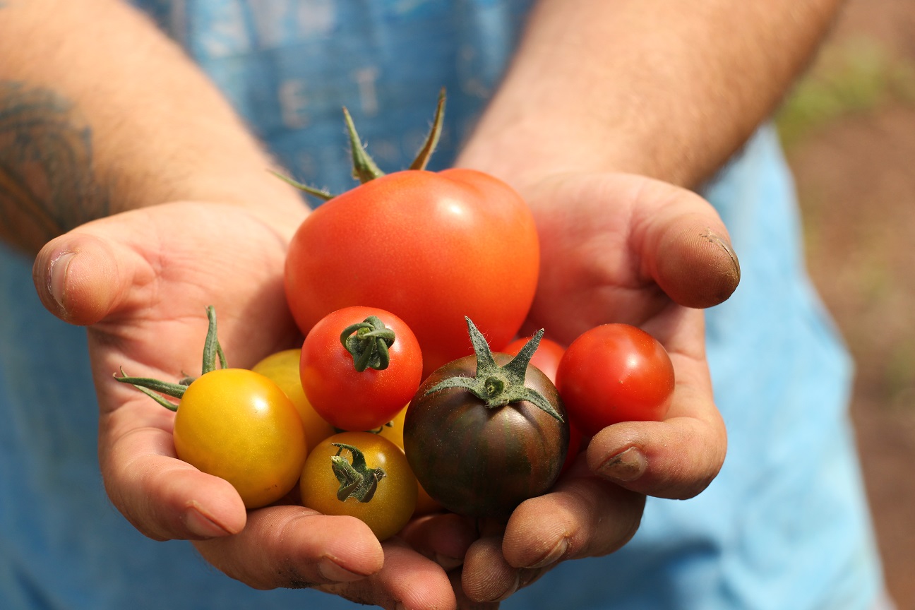Hände präsentieren gelbe, rote und grüne Tomaten