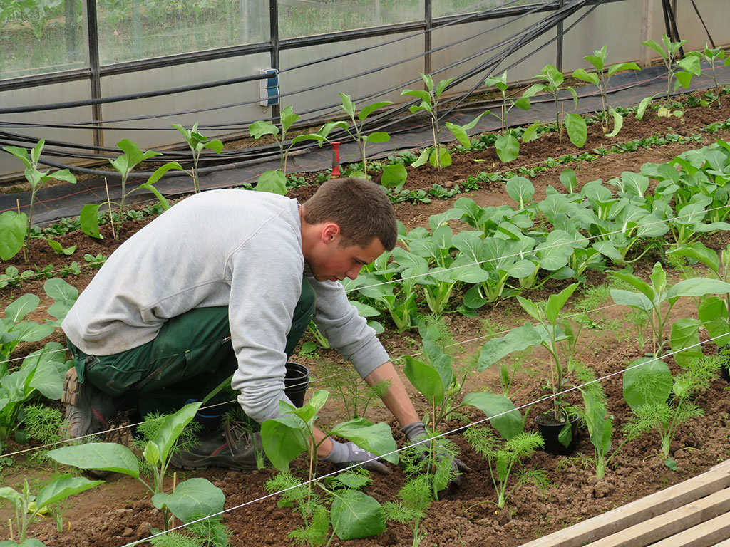 ein junger Mann arbeitet im Gemüsebeet